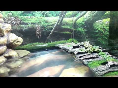 How to Set Up A Fire Bellied Toad Habitat