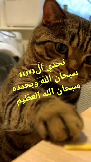 تحدي المئة تسبيح مع مناظر الطبيعة الخلابة #الحمد #الحمد_لله #ذكر_الله #شكر #الشكر #التسبيح #سبحان #سبحان_الله #سبحان_الله_و_بحمده #سبحان_الله_وبحمده #تسبيح_الله #تسبيحالله #الطبيعة #مناظر #مناظر_خلابة #خلابة #اصوات #تحدي #التحدي #أجر #أجر_لي_ولك #أجر_لي_ولكم #اجر #ذكر #الذكر #اذكار #أذكار #الأذكار #الاذكار #استغفار_تسبيح #استغفار #الاستغفار #الإستغفار #استغفاركتفريجهمك #الفرج #فرج #الرزق #رزق #اسلام #الإسلام #دين #الدين #islam #تحدي #تحديات #التحدي #التحديات #crypticteam #لك #تيك #تيكتوك #تيك_تو