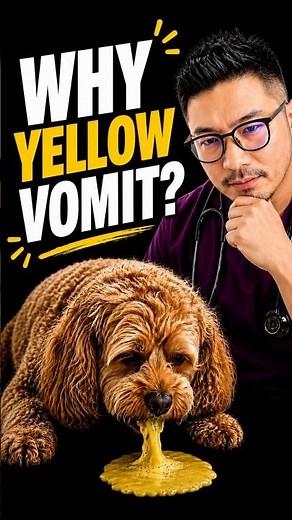 Why Is My Dog Throwing Up Yellow Liquid? (Vet Explains)