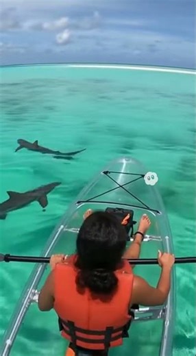 🐬 HERO DOLPHIN! 🦈 Saves Woman in Crystal Kayak From SHARKS! (Incredible AI Video)