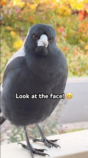 Australian magpie absolutely adorable BIRD! 💕🖤 #magpie #birds #cute