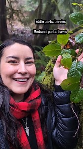 The Pacific Northwest is a treasure trove of edible and useful plants, making it a prime location for wild foraging. But remember, responsible foraging and proper identification are KEY! Today, let's spotlight Salal (Gaultheria shallon). This evergreen shrub is abundant in our region and offers delicious berries that ripen in late summer/early fall. Survival Uses: - Food Source: Salal berries are edible and provide carbohydrates for energy and are packed with antioxidants. - Tea: The leaves are 