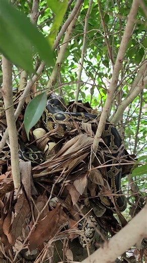 The giant forest python stole the farmer's chicken eggs