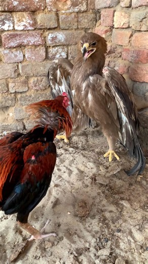Red Rooster Vs Biggest Golden Eagle 🦅🐓 #shorts #eagle #rooster