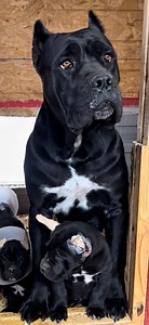 Blood Tells Their Story 🧬 #canecorso #italianmastiff #blackcanecorso #canecorsopuppy | Prodigy Cane Corso Italian mastiffs