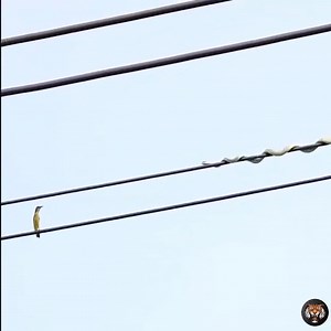 What is the snake doing | Wild World