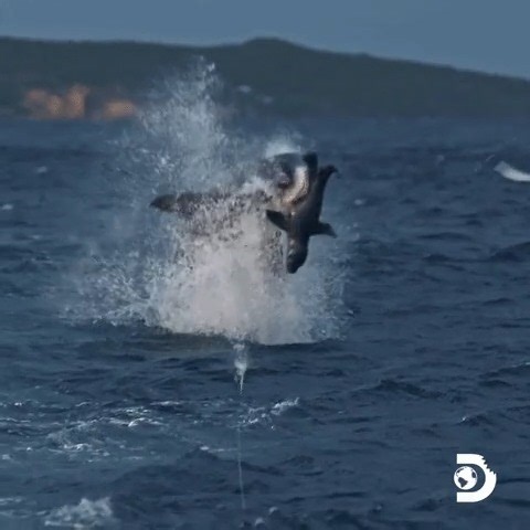 Seal decoys make these sharks jump for joy 🦈 What's making you jump for joy today? Maybe it's that #SharkWeek returns soon on Sunday, July 20 on Discovery | Shark Week