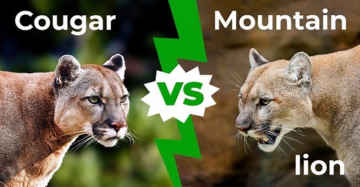 Cougar vs Mountain Lion - Is There Even a Difference?