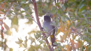 Dark capped bulbul on tree, Hwange National Park Zimbabwe