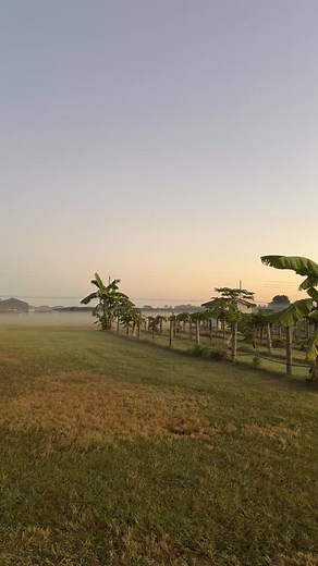 I filmed this and felt two things at once: peace and exhaustion. This land has held me through so many seasons, but there are days when I wonder if I can keep holding it. Still… moments like this sunrise remind me why I fight for it. Grabé esto y sentí dos cosas al mismo tiempo: paz y cansancio. Esta tierra me ha sostenido en tantas temporadas, pero hay días en los que me pregunto si aún puedo sostenerla yo. Aun así… amaneceres como este me recuerdan por qué sigo luchando por ella. | Spring in a