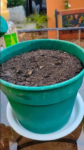 Trick to Grow Your Own MOSS #shorts #moss #garden