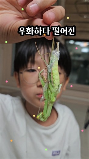 우화실패? 우화성공? 붉은긴가슴넓적배사마귀의 탈피 돕기#insects