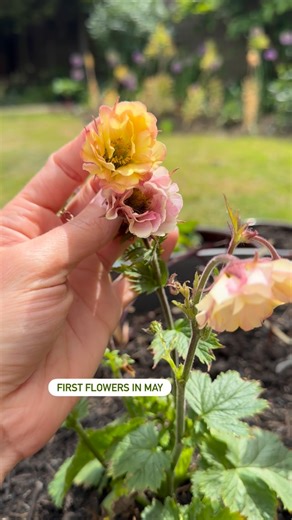 Farmer Gracy on Instagram: "Geum through the season 🌸 This one is ‘Pretticoats Peach’ which we grew from a bare root last spring, we have added more gorgeous geums to our new range for this season! These new varieties can flower repeatedly if you remove the faded stems when needed. This one flowered from May to November! If you think bare roots might be tricky, think again. They’re really easy to grow and very reliable if they’re potted up to start them off. Now’s the best time to preorder your