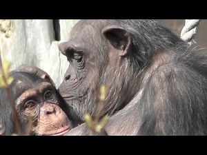 Apes remember long-lost friends and family they haven't seen in decades