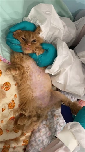 💕🐾 Our tiny lions are one step closer to reuniting!! 🐾🦁 Rachel and Tross survived panleukopenia, and we CAN'T WAIT to reunite them, along with their sister, Miss Meowy! Fall in love on our livestreams: TinyKittens.com/live HUGE thanks to Ellyse, the amazing founder of @felix_and_fido_nursing, who came out to HQ today to give them fashionable (and necessary) lion cuts! At-home vet tech services are a terrific way to minimize stress and maximize health, and it was so wonderful to be able to ha