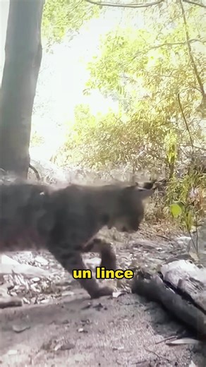 Lynx Hunting.#animals #Foryou #Friendship #Us #fyp #lynx #snake