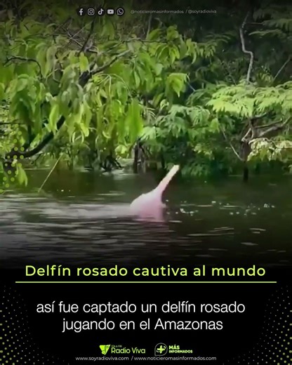 Delfín rosado cautiva al mundo: lo captan jugando en el Amazonas