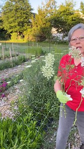 447 reactions · 12 comments | Those stems!! How? Timing. On tonight’s 8pm show: Very Early Spring Planting! Comment APP to get inside. Join me tonight to see when, what, and how. Ammi majus, False Queen Anne’s Lace. All you need in my shop: seeds, tools, supplies, and my how-to books. #gardenersworkshopfarm | The Gardener's Workshop | Facebook