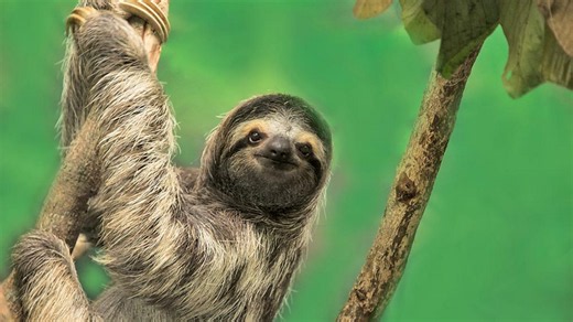 Adaptations and evolution - Inheritance and genetics - KS3 Biology - BBC Bitesize
