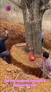 Tree Transplant TITAN: Watch Him Move A GIANT Tree Without Killing It! 🌳🚚🤯 #Arboriculture #Landscape