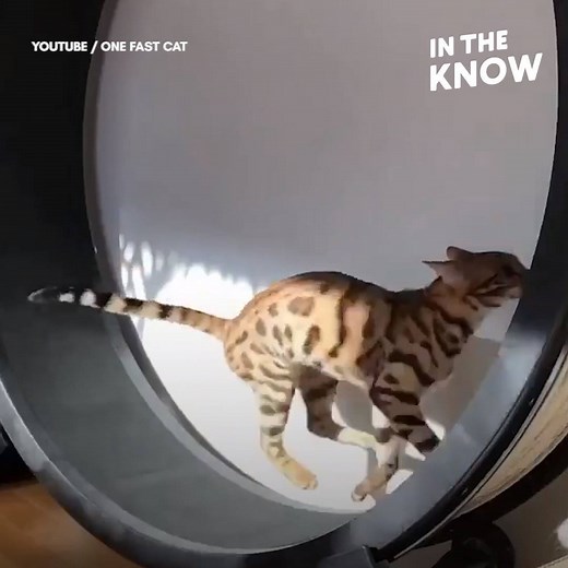 When your cat hits the treadmill more than you do | In The Know