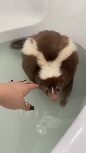 #bestfriendscheck #skunk #petskunk #skunksoftiktok #cutepet #foryou #bestfriend