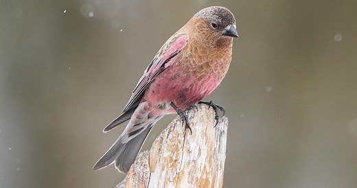 Brown-capped Rosy-Finch Identification, All About Birds, Cornell Lab of Ornithology