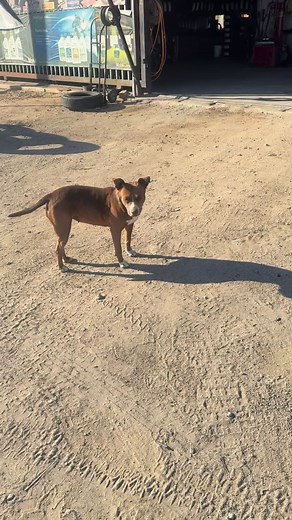 Testing limits and how it all works… …prerunning 101 #baja1000 #cvmmotorsports #gvpowersports #prerunner #mascot | Theo Epp