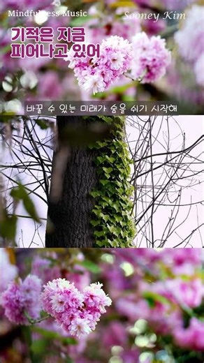 기적은 지금 피어나고 있어_#distrokid#'Healing Music#Emotional Ballad'#Insomnia Relief#마음챙김 #힐링 #카페음악 #명상음악