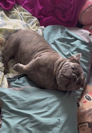 Content tự tìm đến 🙂 #hanoi #Bikinithesuperpug #Sugarbufrenchie #cute #dog