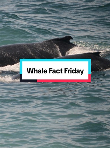 I study humpback whale calves for my PhD research and they are my favorite kind of whales (and I'm not biased at all!) #whales #ocean #marinebiology #humpbackwhale #scientist