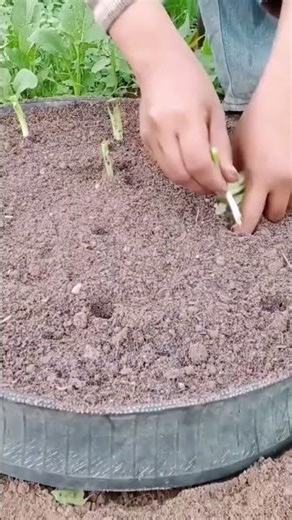 Technique for growing leeks in pots #farming #shorts