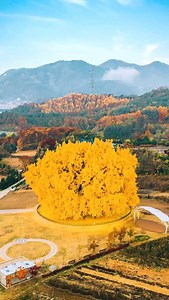 2.4K views · 67K reactions | This 1400-year-old Ginkgo tree in China...