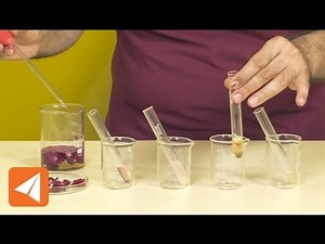 China rose water as an acid base indicator | Acids & Bases | Chemistry