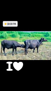 Animals sale on Reels