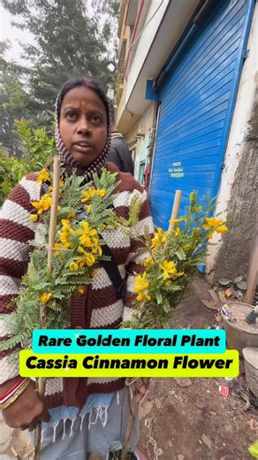 Best Flowers Forever | Wait… you can actually GROW your own cinnamon at home?! 😱🌿 YES! Found the real deal Cassia Cinnamon plant at Minoti Dir Nursery and I’m... | Instagram