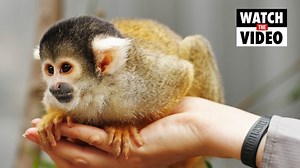 Squirrel Monkeys at Sydney Zoo