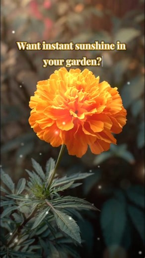 Marigold – Sunshine in Your Garden 🌼☀️ #flowerfacts #flowers #shorts #TheFanOfFlora