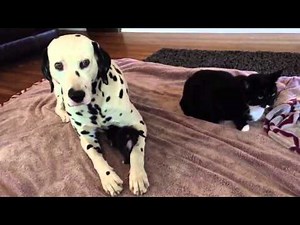 3-week-old kitten cuddles with Dalmatian