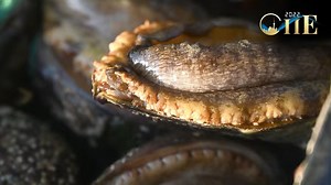 Live: Explore an abalone farm on South Africa's SW coast - The Global Herald