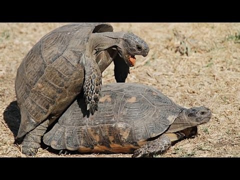 Tortoise The Ancient Survivor of Earth Secrets of the World Longest Living Animal