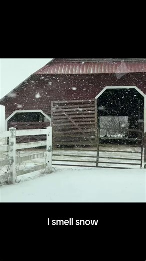 I smell snow #itssnowing #snow #barn #scenicview