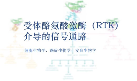 【信号通路】①受体酪氨酸激酶（RTK）介导的信号通路