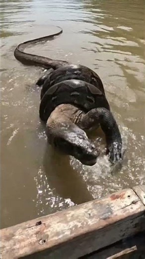 Python vs Komodo Dragon in water