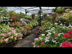 Kebun Bunga Vinca ‪@MamaCelin‬| vinca full blooming