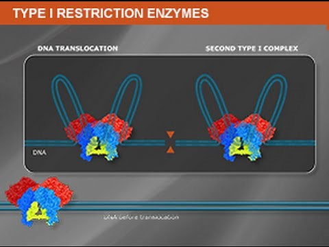 What is a Type I Restriction Enzyme?