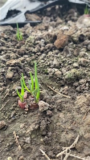 5-day-old shallot plants #agriculture #farmer #gardening #youngfarmer #shallots