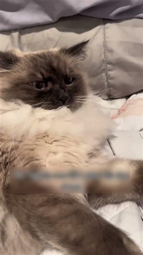 The Cat’s Reaction Says It All 🐱🥹