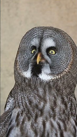 The Most Amazing Owl Facts You Never Knew!