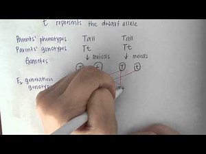 CCSS Biology Video on Genetic Diagram Part 2